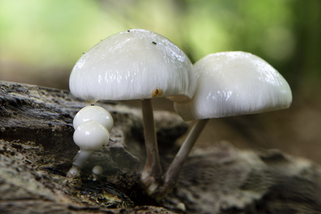 Een paar porseleinzwammen