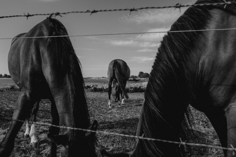 Past the fence