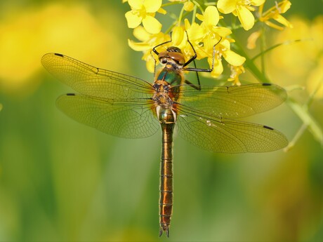 voorjaarslibellen