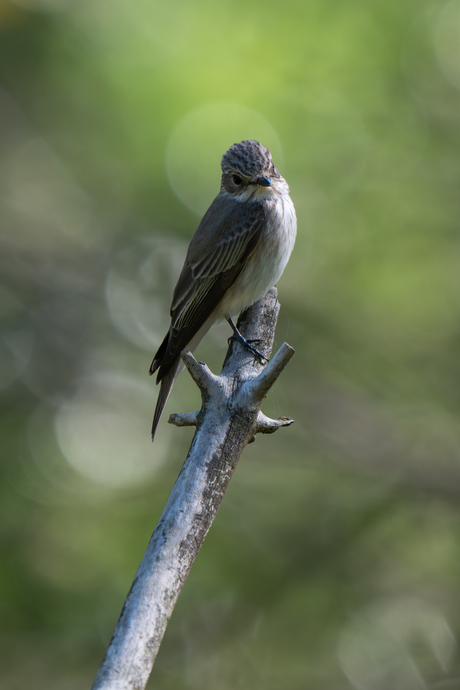 Grauwe vliegenvanger