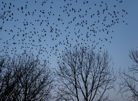 spreeuwenwolk - Indrukwekkende formaties heb ik gezien. Dan is een fotocamera te beperkt. - foto door betty-kuiper op 06-03-2024 - deze foto bevat: spreeuwen, spreeuwenwolk, nikon corporation, nikon z 6_2, nikkor z 24-200mm f/4-6.3 vr, iso 1100, diafragma ƒ/9, sluitertijd 1/250s, brandpuntafstand 45mm, vogel, lucht, gewervelde, boom, takje, migratie van dieren, vogel migratie, plant, kudde, dieren in het wild