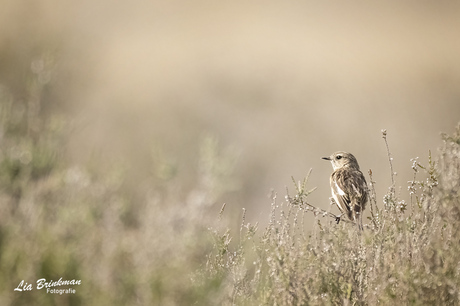 Roodborst tapuit