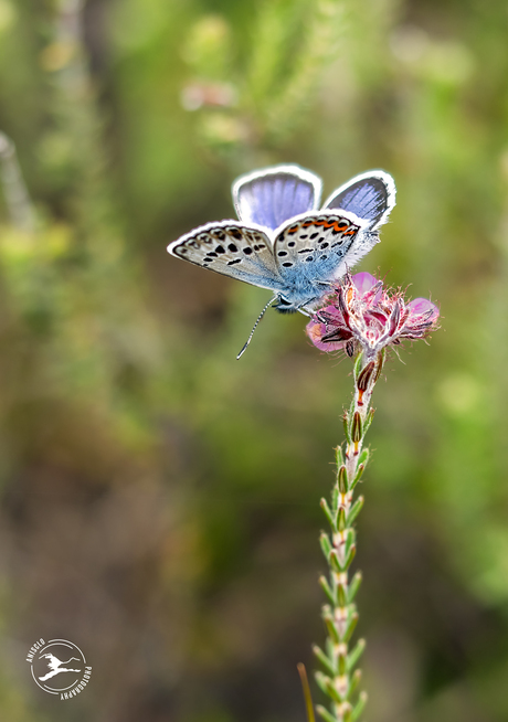 Heideblauwtje op dopheide