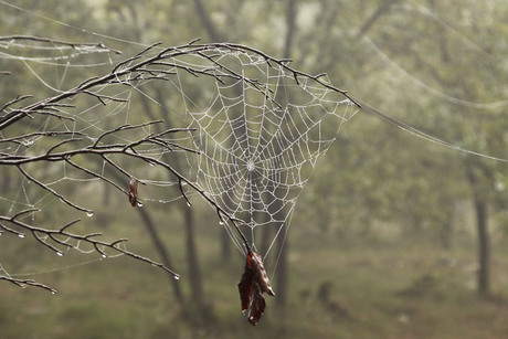 Spinneweb met blad