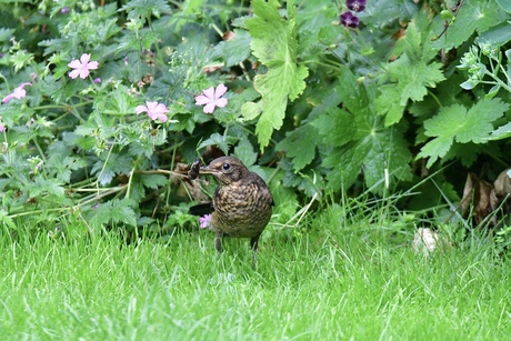 Juveniele merel..