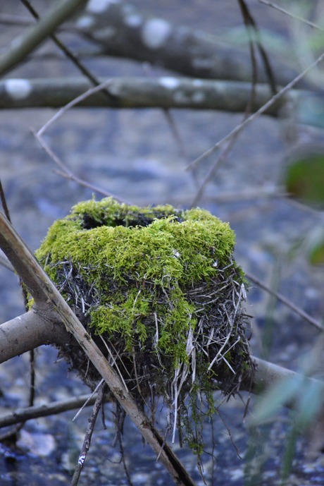 verlaten nest 