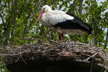 waakzaam op het nest