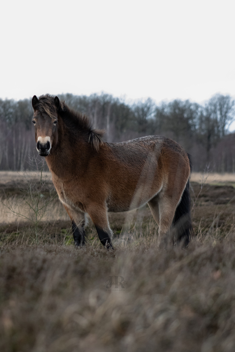 Wild paard