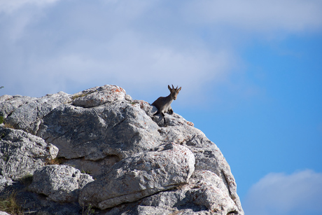 Steenbok in de zon