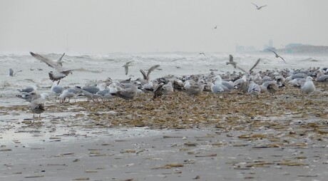 aanvalluh....het is nu vers van het mes