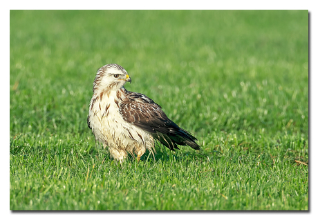 Buizerd