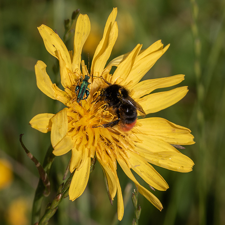 Steenhommel. met fraaie schijnboktor.