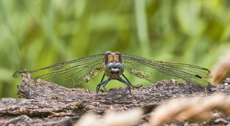 Platbuik libelle