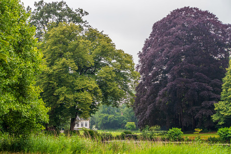 Rode beuk op landgoed Oranjewoud - foto Jan Korebrits