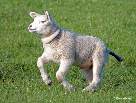 "Huppelend door de wei..."