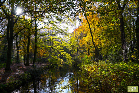 Herfstbos