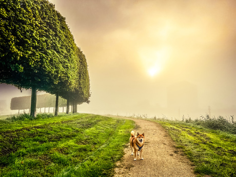 Zonsopkomst in de mist