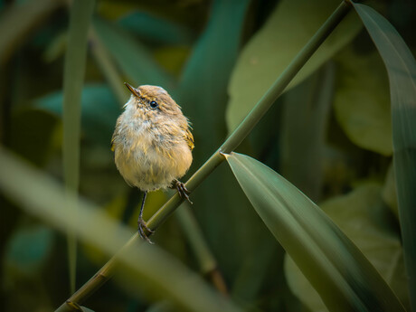 Even nadrogen van het badderen