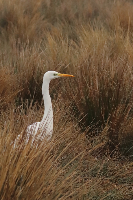 Grote witte reiger