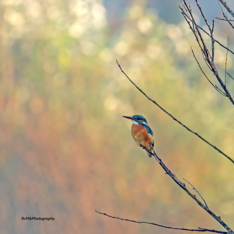 De IJsvogel.