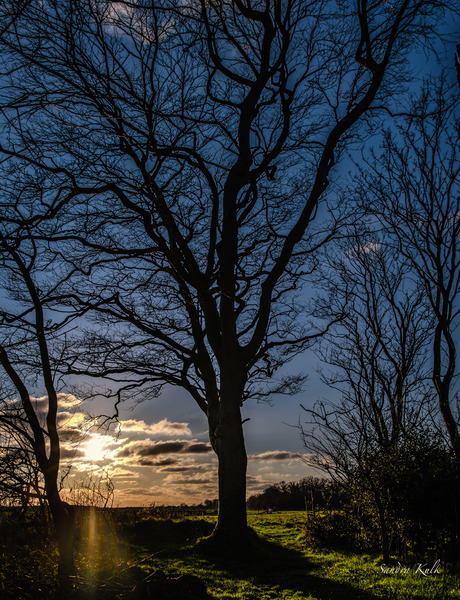 Winterbomen