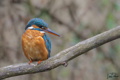 IJsvogel