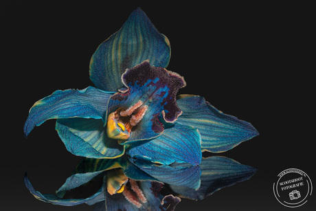 Orchidee op plexiglas plaat