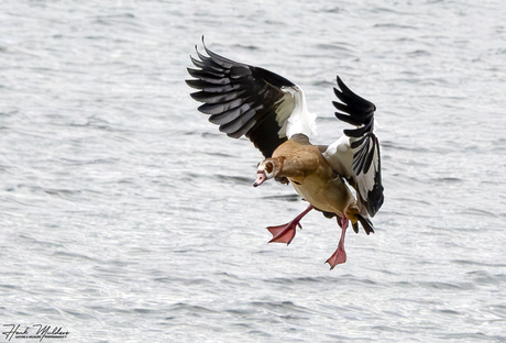 Nijlgans (Alopochen aegyptiacus)