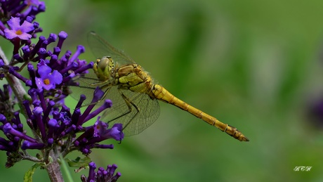 bloedrode heidelibel