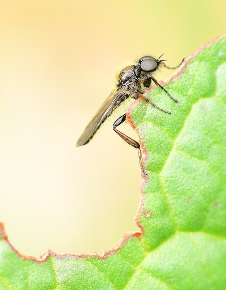 Wie een kuil graaft voor een ander