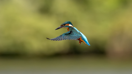 The Kingfisher
