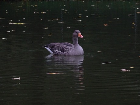 Nog een gans 🎉