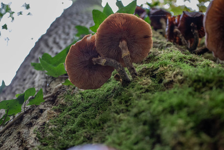 Paddenstoelen