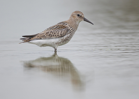 Bonte Strandloper