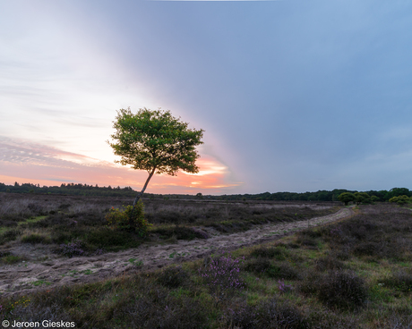 Alleen op de Zuiderheide