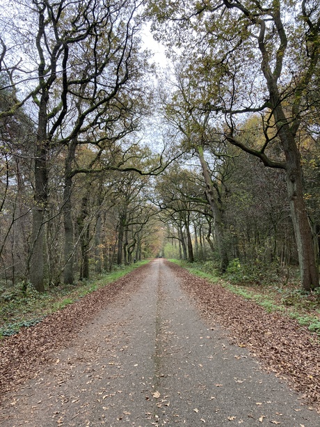 Weg door het bos