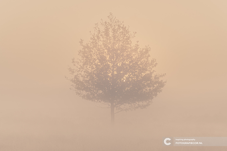 Boom in de mist bij zonsopkomst