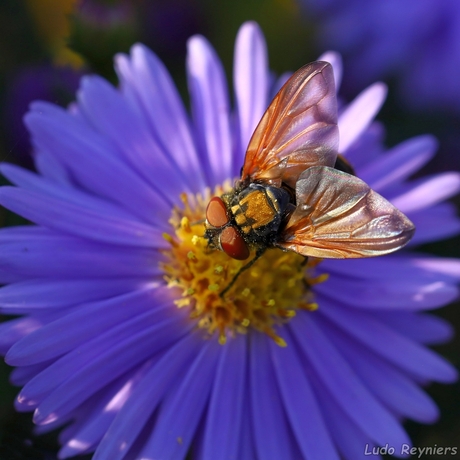 Phasia aurigera (imago man)