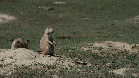 prairie dogs