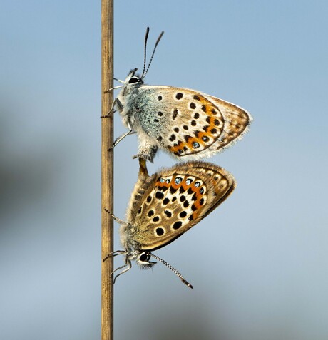 Samen