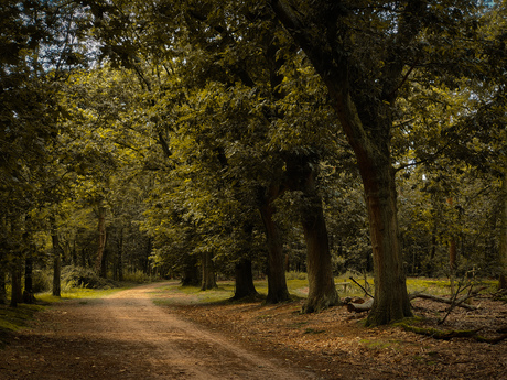 In het bos 