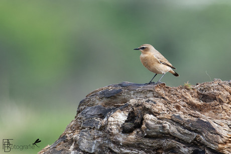 Tapuit (vrouw)