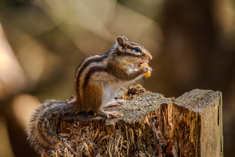 Siberische grondeekhoorn 