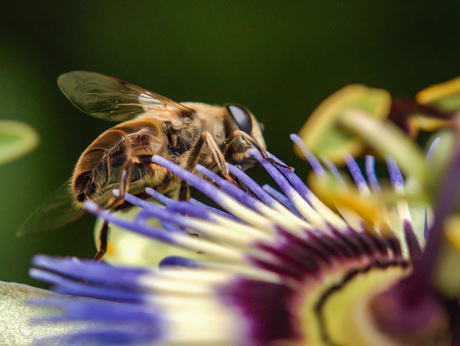 passiebloem druk bezocht