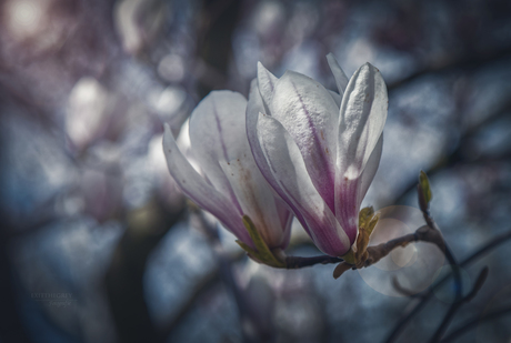 Magnolia II