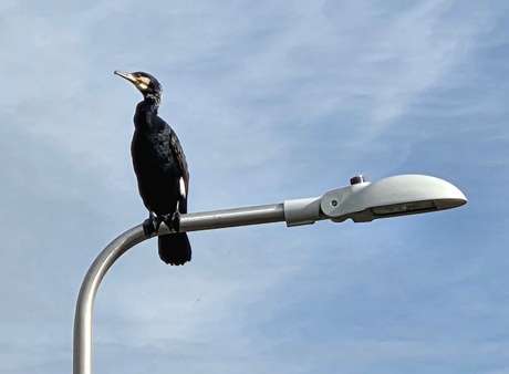 Opzichter Ali aalscholver