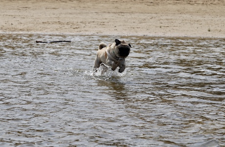 Mops in het water