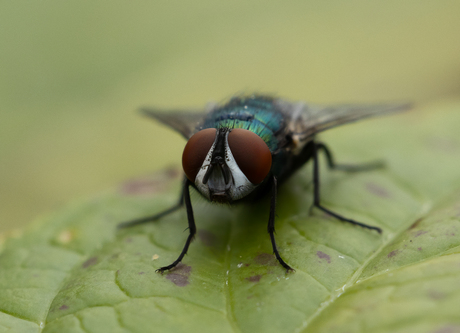groene vleesvlieg