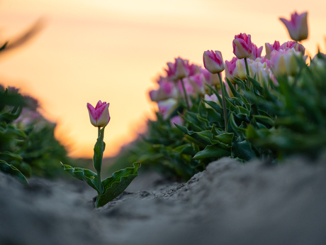 In front of the Crowd