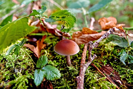Magic mushroom